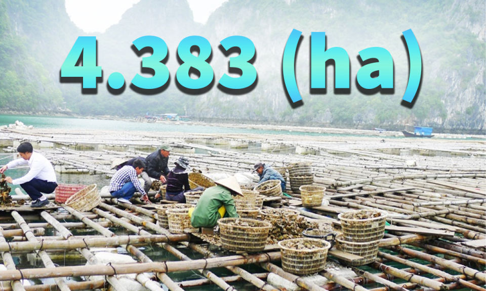 4.383 ha - là diện tích vùng nuôi nhuyễn thể toàn tỉnh Quảng Ninh hiện nay