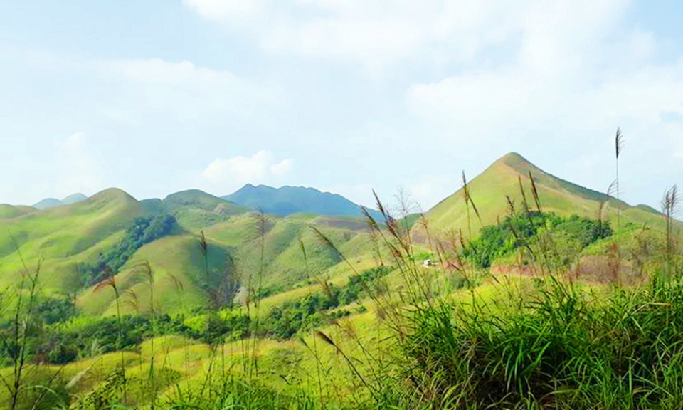 Reed season in Binh Lieu