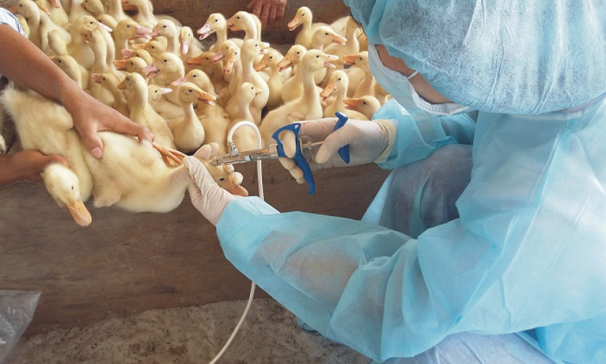 Nguy hiểm cúm gia cầm lây sang người