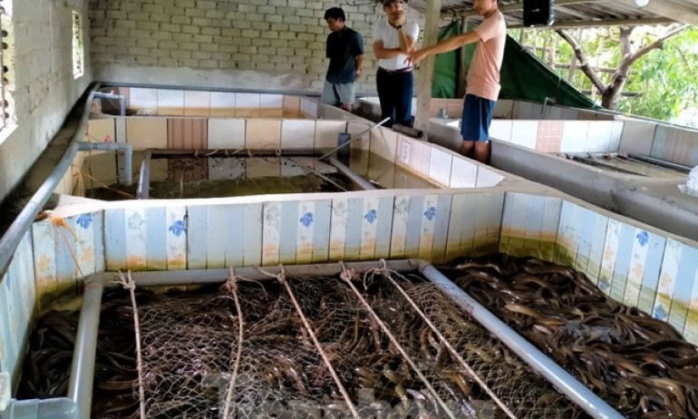 Chàng trai 9x thu trăm triệu mỗi năm nhờ nuôi lươn không bùn, cho lươn nghe nhạc