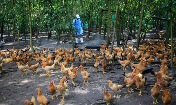 Bộ Y tế yêu cầu tăng cường công tác phòng, chống cúm gia cầm