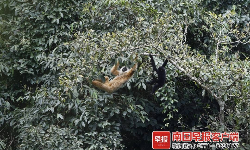 中越联合保护东黑冠长臂猿有成效