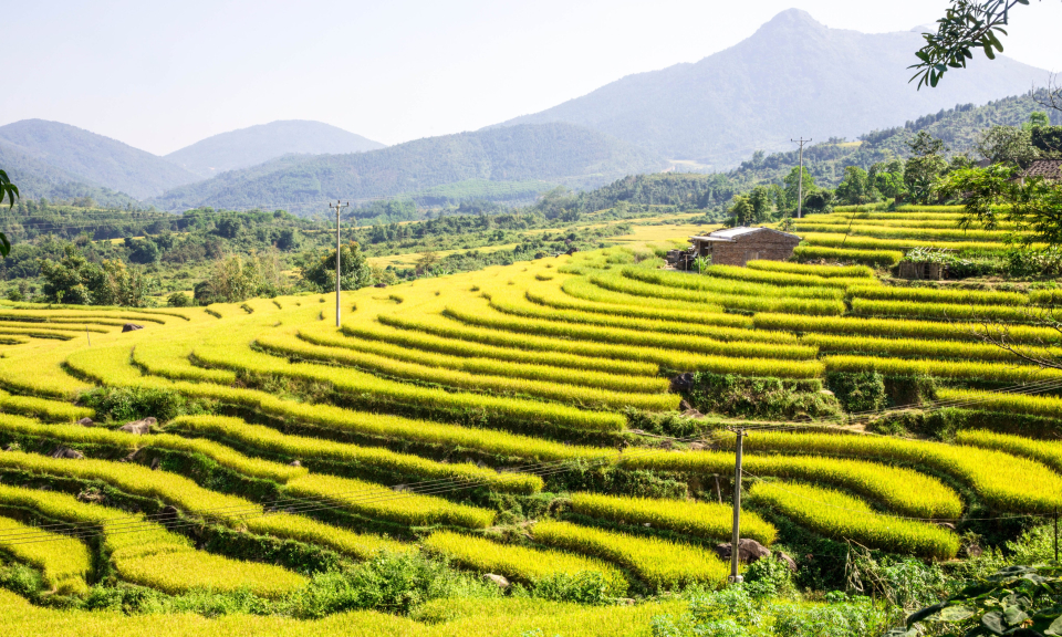Ngắm mùa lúa vàng óng dọc triền núi Bình Liêu