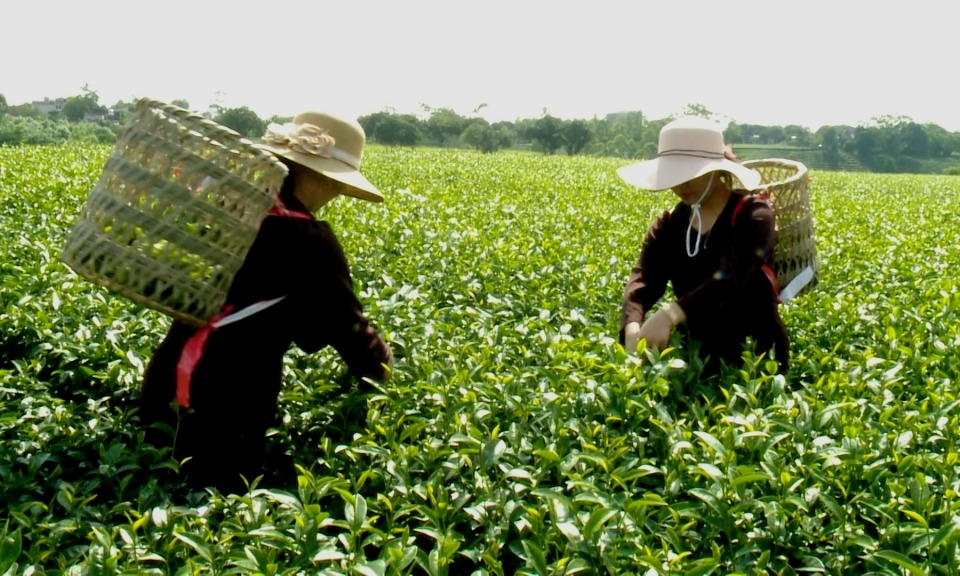 Hải Hà xây dựng nông thôn mới nâng cao