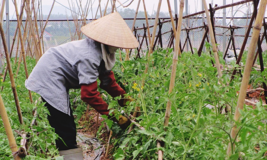 Đảm bảo các điều kiện sản xuất nông nghiệp vụ Đông Xuân