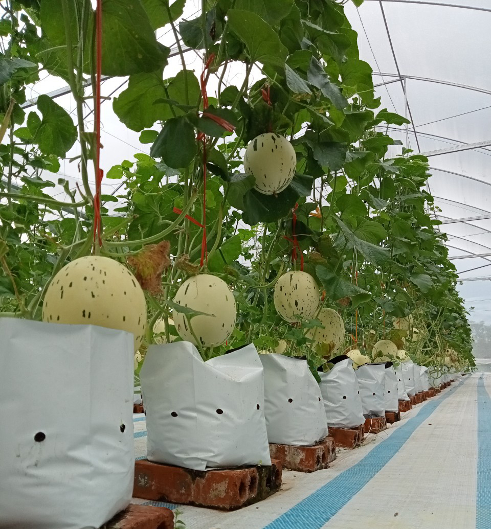 Sản phẩm dưa lưới của HXT sản xuất Nông nghiệp hữu cơ Thành Đạt được trồng và chăm sóc theo công nghệ Israel.