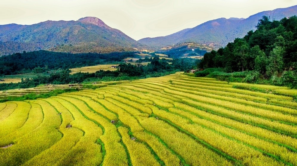 Ripening rice terraces in Binh Lieu