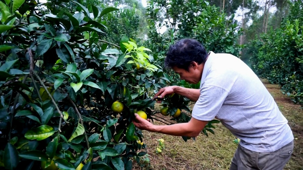 Người dân xã Quảng Thịnh, huyện Hải Hà trồng cam sành ở để phát triển kinh tế gia đình.