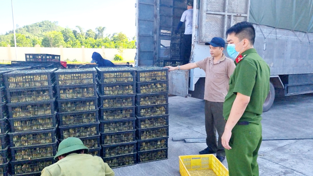 Cảnh sát PCTP về môi trường Quảng Ninh kiểm tra, phát hiện số lượng lớn gà giống không rõ nguồn gốc xuất xứ.