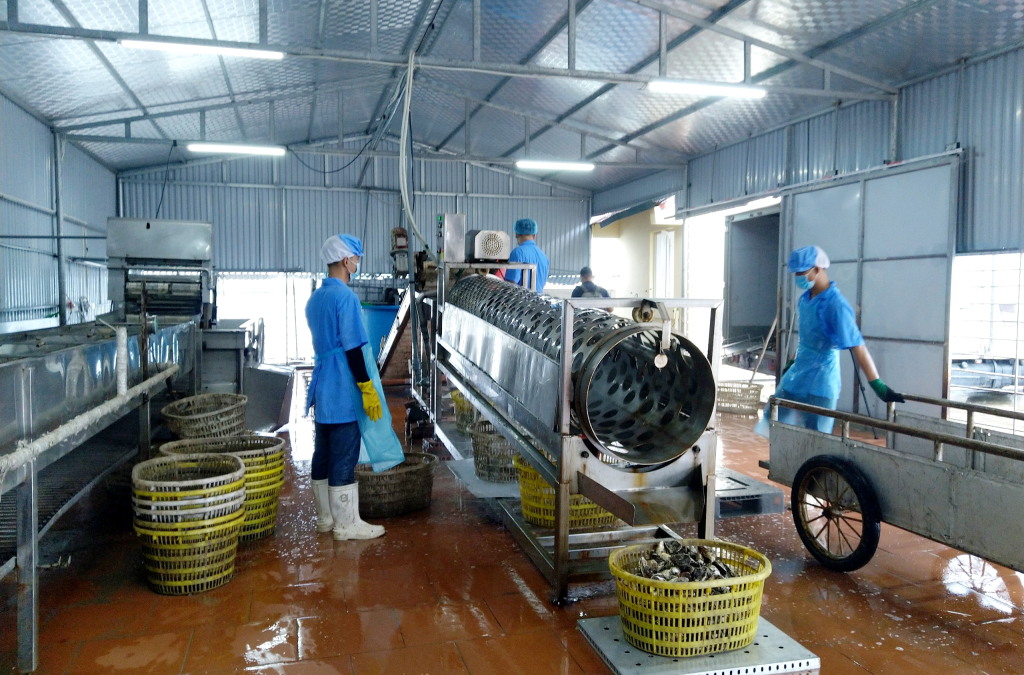 Chế biến hàu tại Công ty TNHH Sản xuất và Thương mại Thủy sản Quảng Ninh.