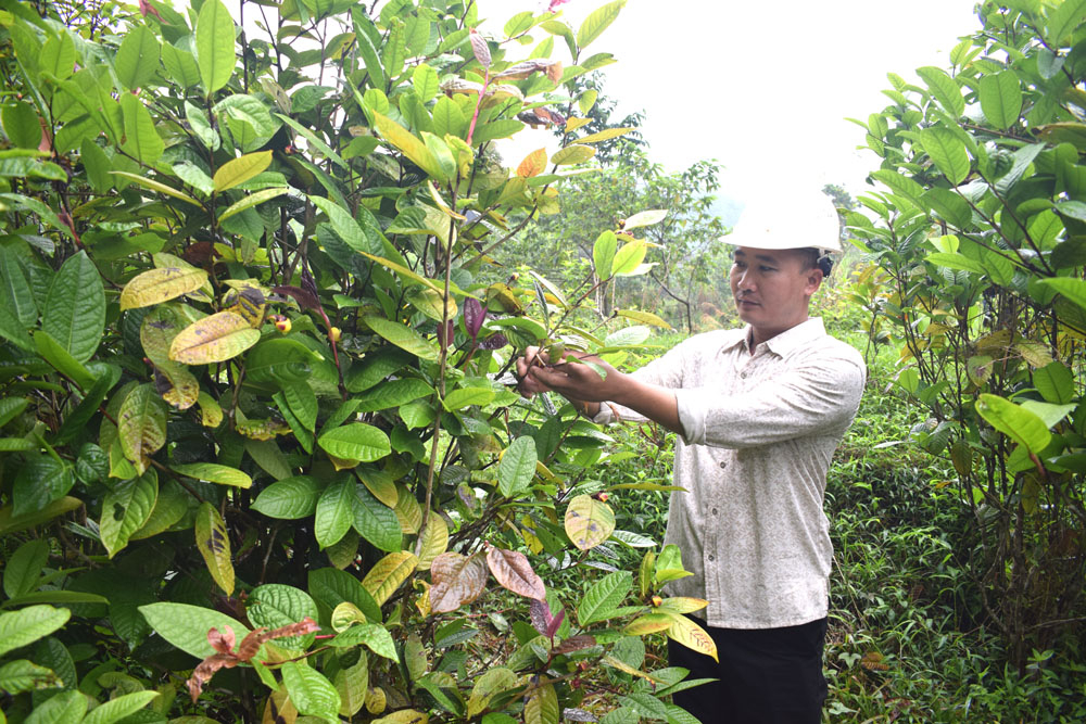 Anh Tô Văn Hiền, khu 7, thị trấn Ba Chẽ đã sớm năng động trồng trà hoa vàng, đến nay anh đã có nguồn thu ổn định từ cây dược liệu