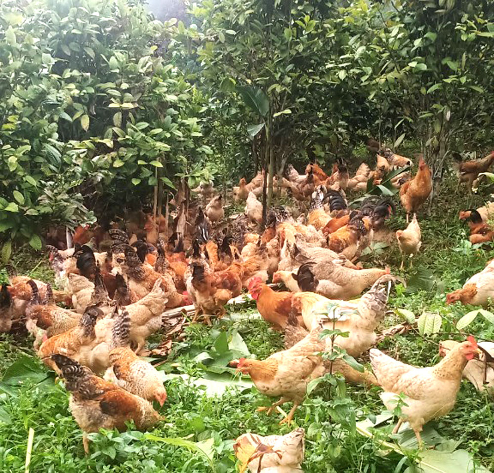Mô hình trồng trà hoa vàng phối hợp với nuôi gà của anh Đàm Văn Triệu, xã Thanh Sơn đã đạt hiệu quả cao