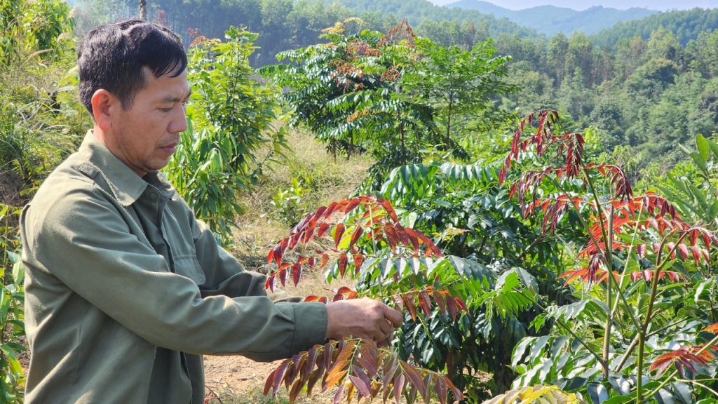 Anh Nịnh Văn Năm, chăm sóc cây Lim xanh.