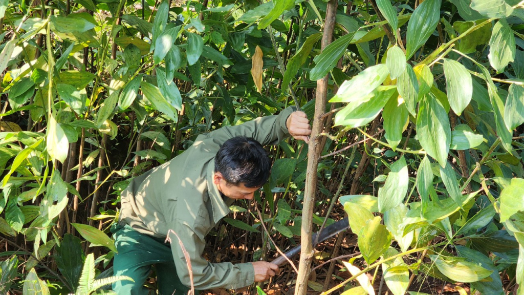 Anh Nịnh Văn Năm đang chặt bỏ diện tích keo để chuẩn bị cho vụ trồng mới cây Lim xanh năm 2023.
