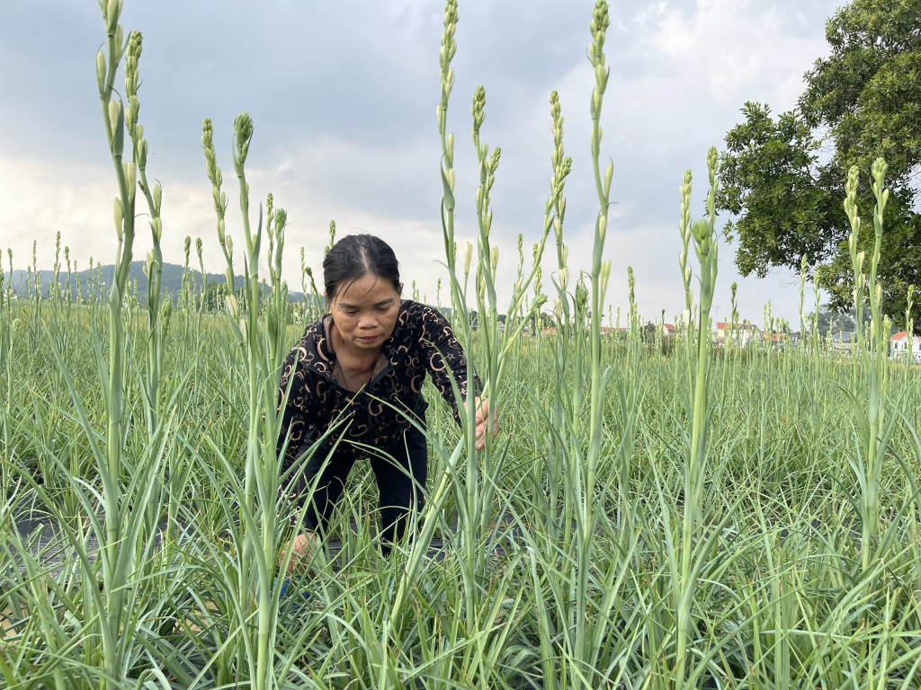 Mô hình trồng hoa huệ của gia đình bà Nguyễn Thị Lê (phường Hồng Phong) mỗi năm mang lợi nhuận từ 350-400 triệu đồng.