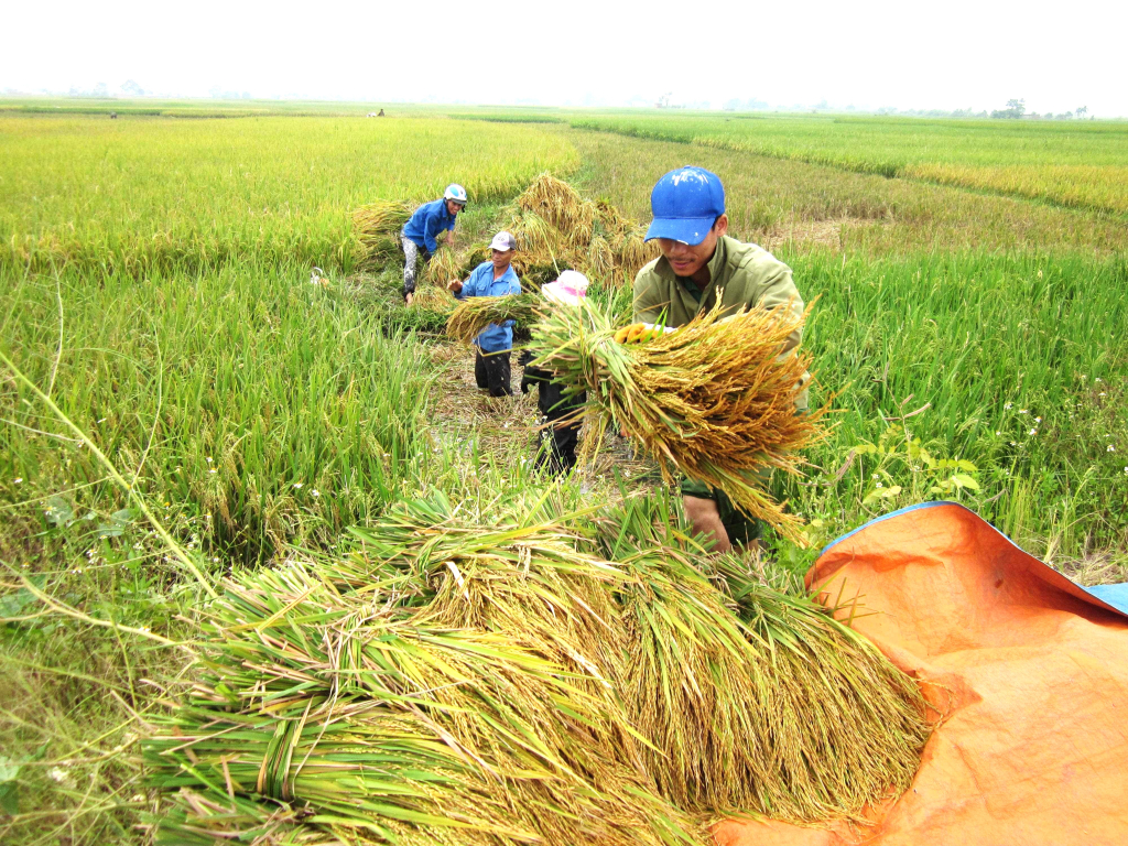 Người dân xã Cẩm La, TX Quảng Yên thu hoạch lúa. 