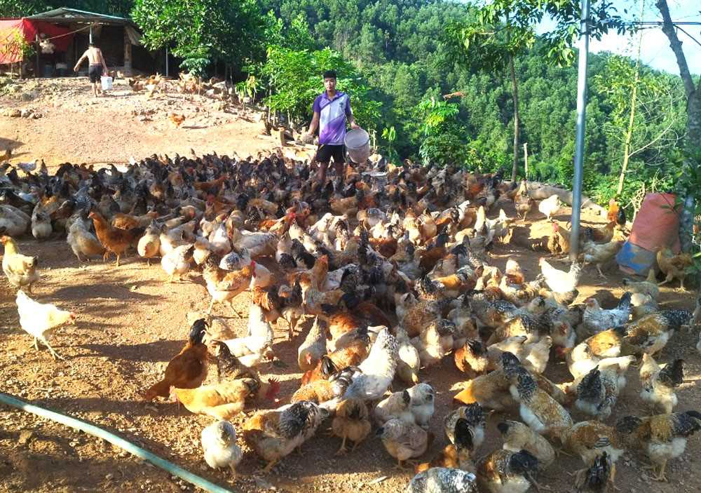 Mô hình nuôi gà phát triển kinh tế hộ gia đình của anh Đàm Văn Triệu, thôn Khe Lọng Ngoài, xã Thanh Sơn đạt hiệu quả cao.
