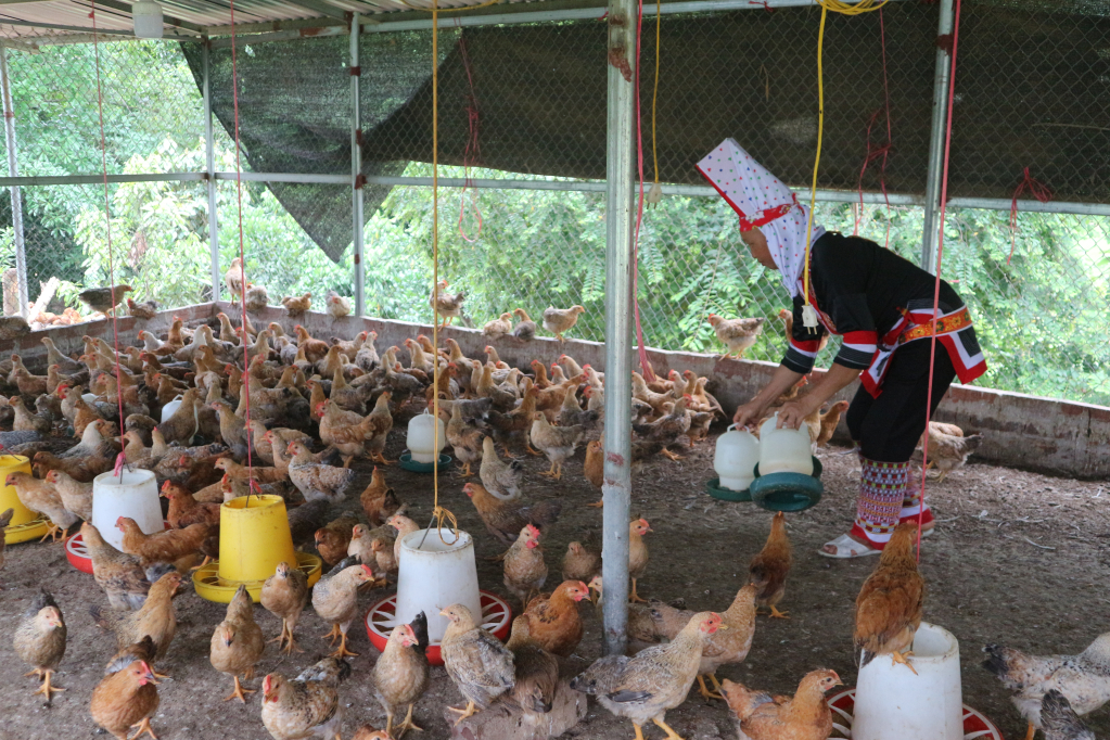 Chị Lỷ Thị Mai, thôn Đồng Mộc, xã Đông Ngũ (huyện Tiên Yên) chăm sóc đàn gà của gia đình.