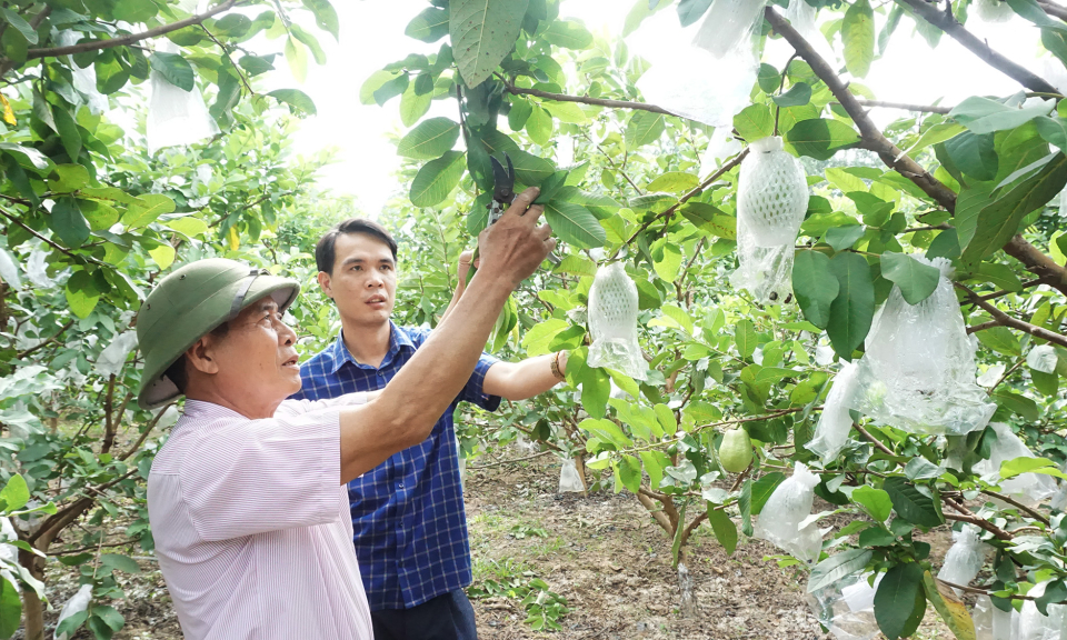 Đẩy mạnh xây dựng mã số vùng trồng