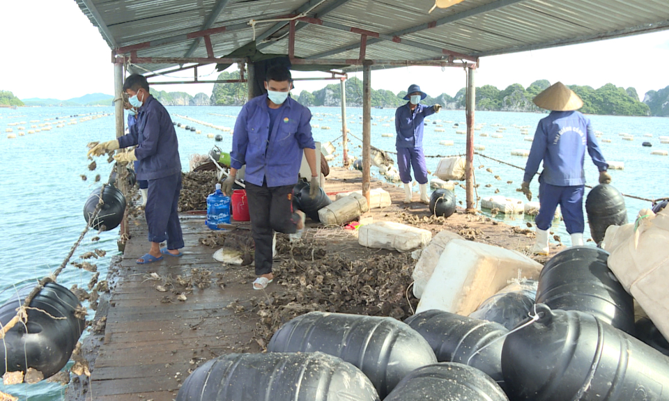 Vân Đồn: Những kết quả nổi bật qua nửa nhiệm kỳ