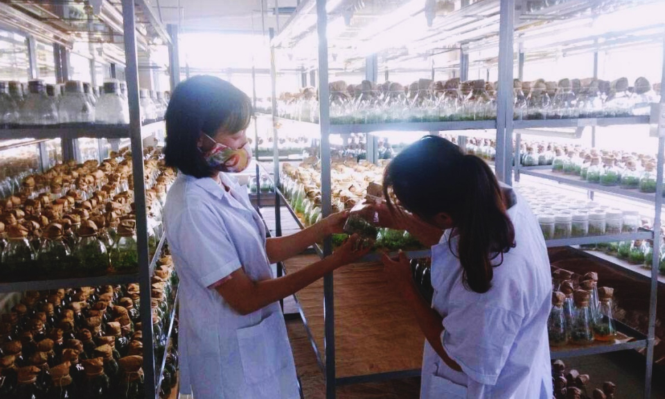 Đảm bảo nguồn cây giống trồng rừng