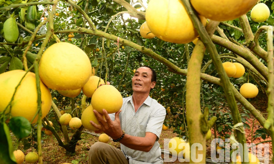 Bản tin vùng Đông Bắc ngày 15/11/2022