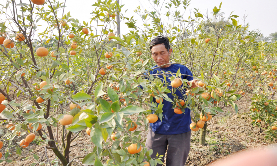 年底期间东朝市提供2000多吨水果