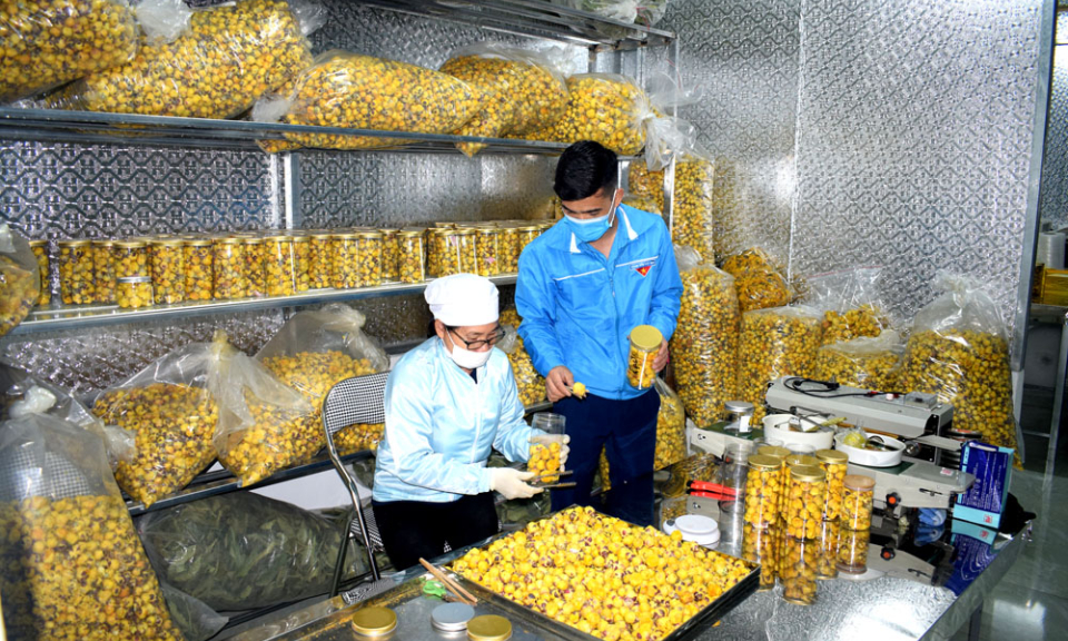 Ba Chẽ: Phát triển cây dược liệu gắn với chế biến và tiêu thụ sản phẩm