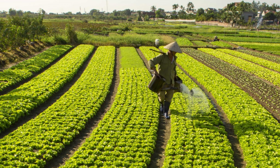 Đẩy nhanh tiến độ sản xuất vụ Đông