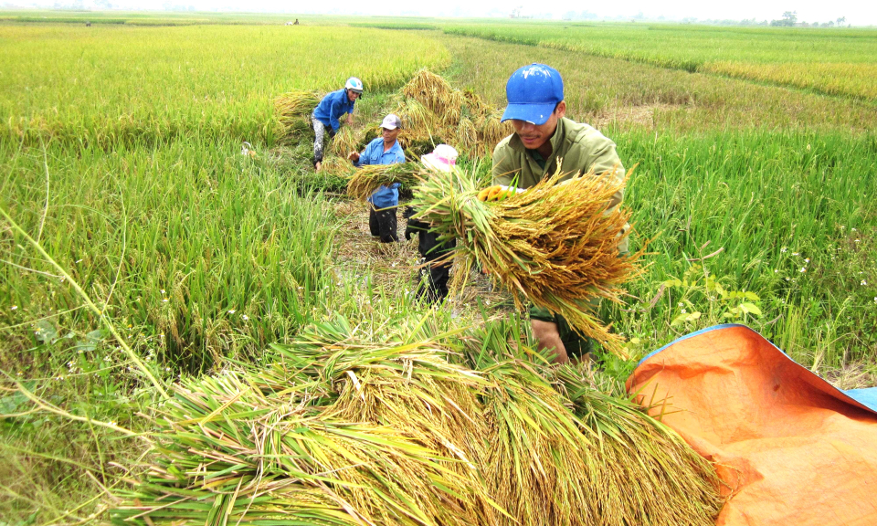 “Mùa vàng” từ những giống lúa mới