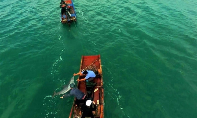 Stranded dolphin rescued near Quảng Ninh's Cô Tô Island