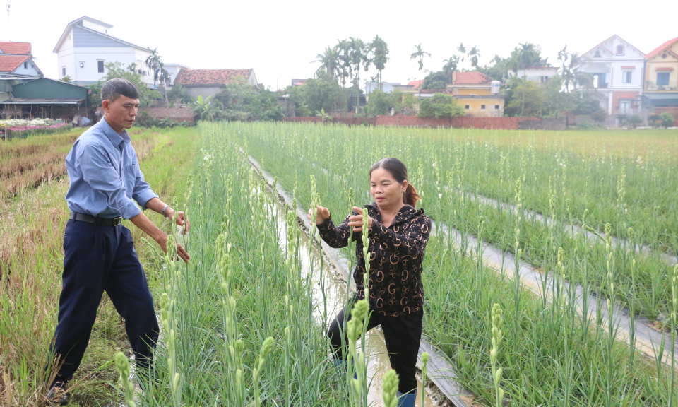 Thu nhập cao từ mô hình trồng hoa huệ