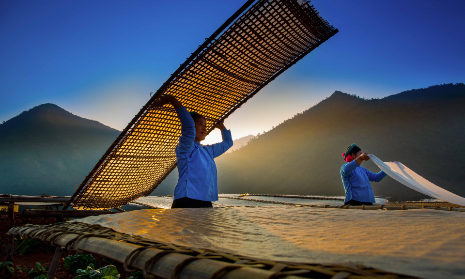 Mùa phơi miến
