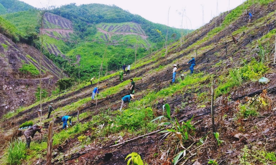 Hạ Long: Tăng cường biện pháp phòng chống cháy rừng 