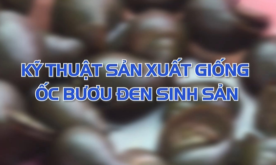 Kỹ thuật sản xuất giống ốc bươu đen sinh sản