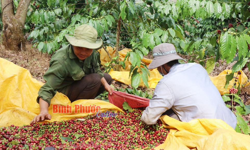 Khi cà phê được giá