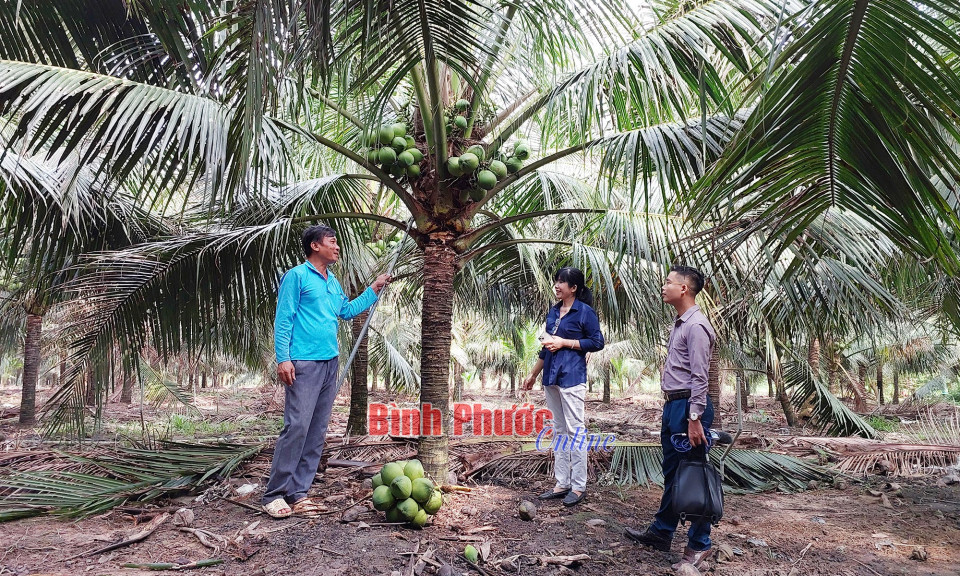 Thu tiền tỷ từ dừa Indonesia