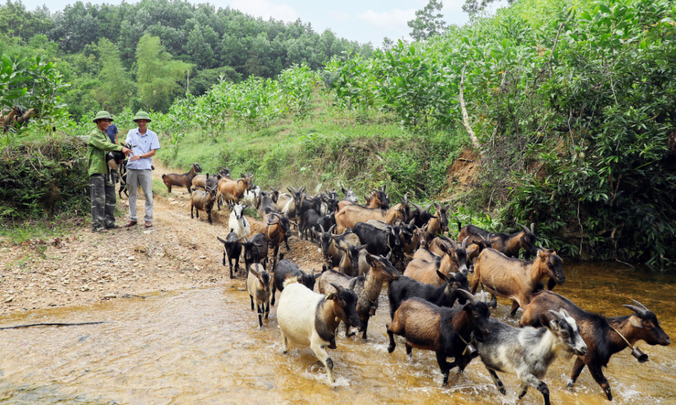 Phát huy vai trò của đội ngũ Bí thư chi bộ kiêm trưởng thôn, bản, khu phố