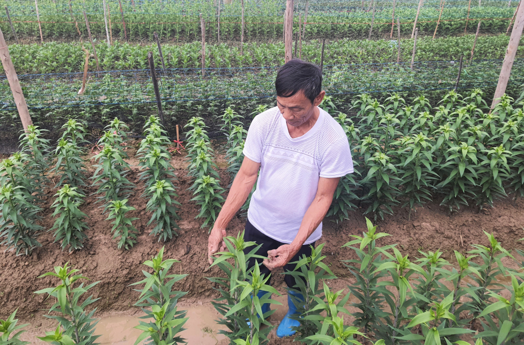 Hiện người trồng hoa ở Bình Khê đang đạt thu nhập từ 200 - 300 triệu đồng/vụ hoa tết, góp phần nâng cao đời sống mỗi gia đình.