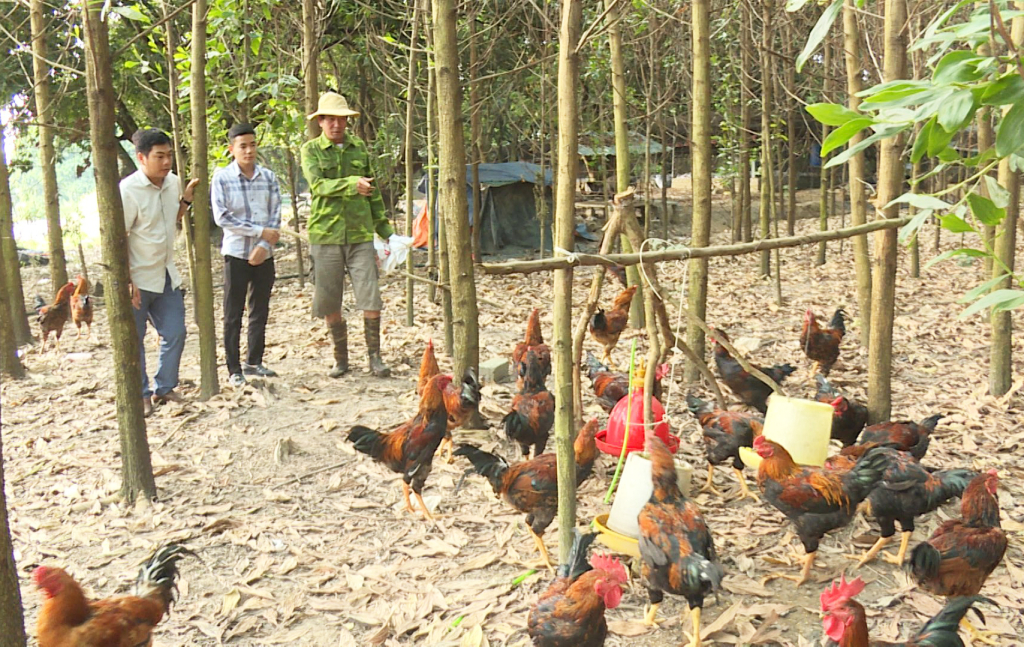 Đàn gà của hộ gia đình ông Lãnh Thế Chưng, thôn Trại Thông, xã Hồng Thái Đông được chăn nuôi theo quy trình an toàn sinh học.