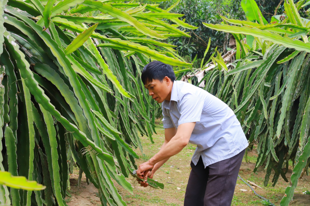 Nhờ áp dụng khoa học kỹ thuật, mô hình trồng thanh long của anh Hoàng Đức Hải, thôn Đồng Cậm, xã Hoành Mô đem lại thu nhập ổn định cho gia đình