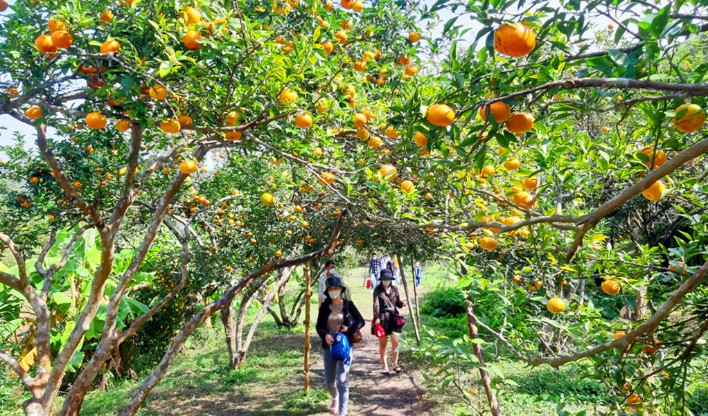 Tourists find it exciting to visit orange gardens.