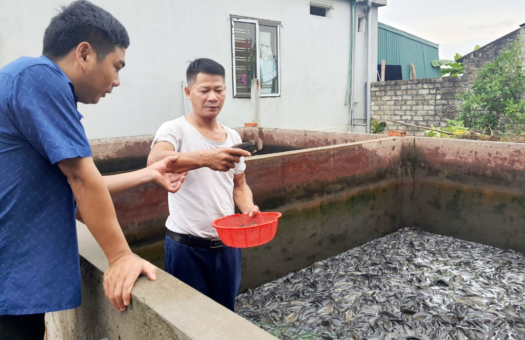 Anh Nguyễn Văn Vĩ, thôn Yên Dưỡng, xã Hồng Thái Đông, TX Đông Triều (đứng thứ 2 từ trái sang) thành công với mô hình nuôi cá rô đồng trong bể.