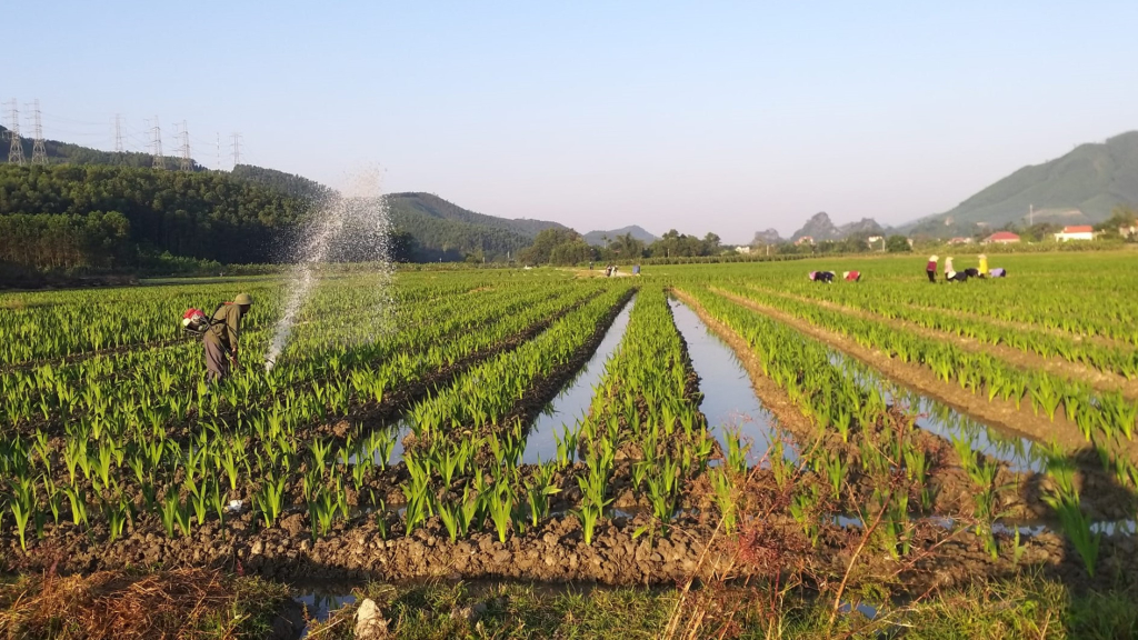 Người dân làng hoa Đồng Chè, phường Hoành Bồ, TP Hạ Long tưới nước chăm sóc hoa tuy-líp. 