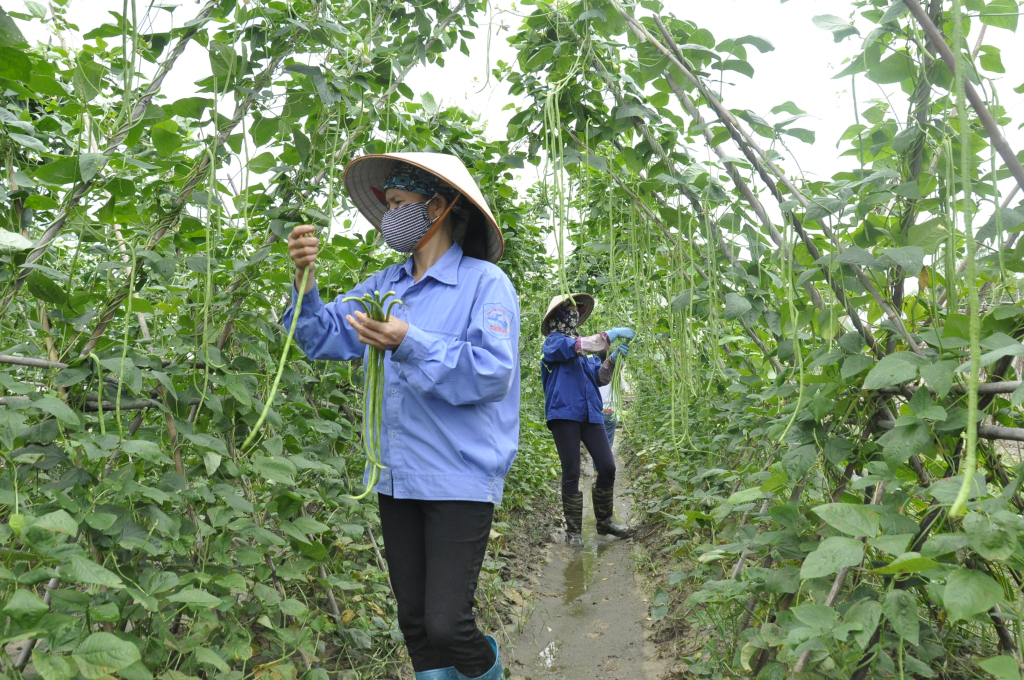 Vùng sản xuất rau an toàn tại phường Cộng Hòa, TX Quảng Yên của Công ty CP Đầu tư và Xây dựng Việt Long.