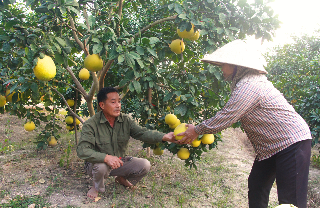 Mô hình trồng buổi cho thu nhập cao