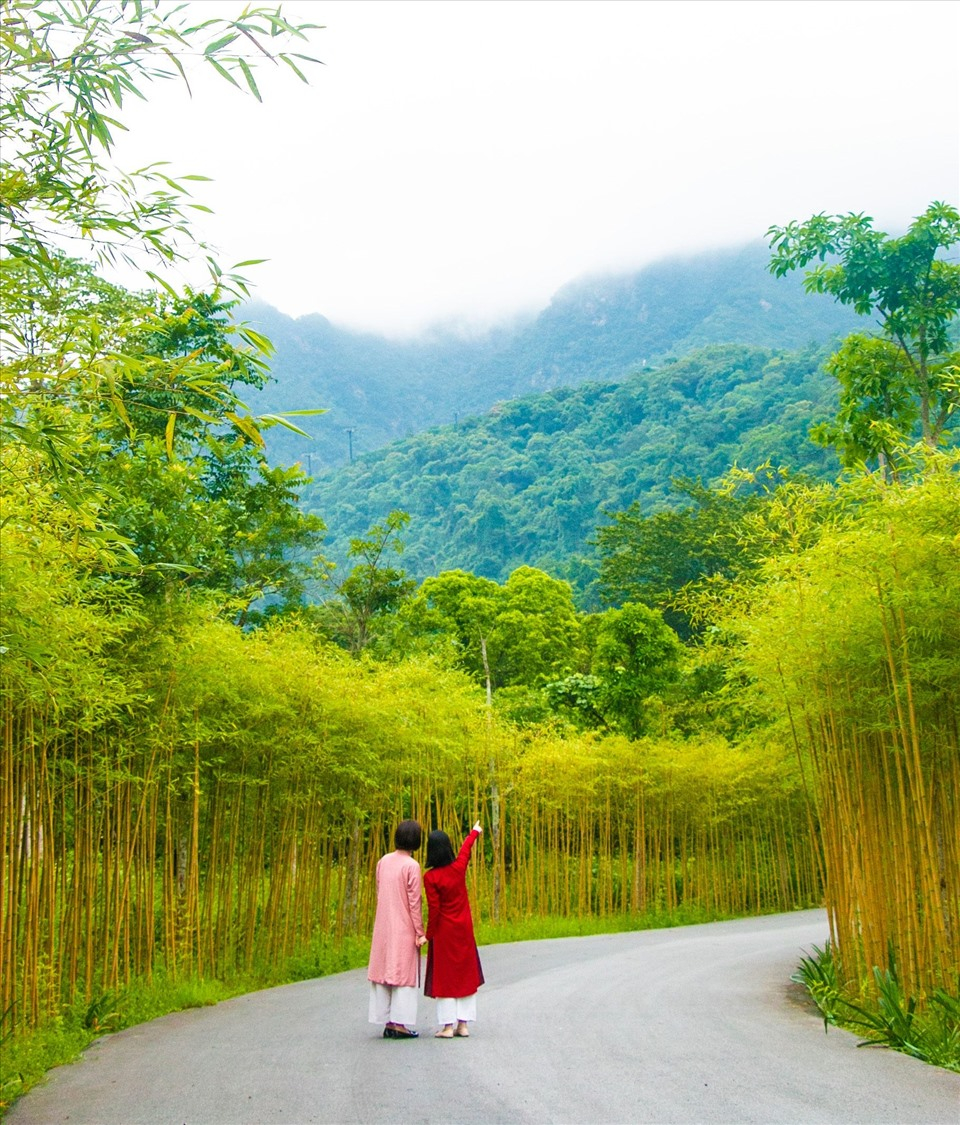 Trúc Yên Tử được trồng dọc hai lối đi ở Làng Nương. Nguồn: laodong.vn