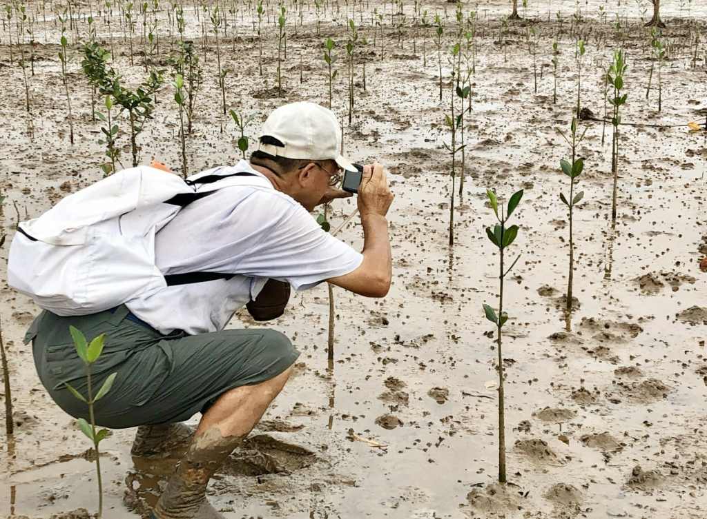 Chuyên gia của Tổ chức trồng rừng ngập mặn Nhật Bản (ACTMANG) khảo sát cây trồng tại rừng ngập mặn xã Hải Tiến (TP Móng Cái) tháng 12/2022.