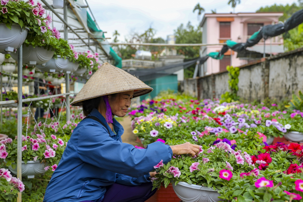 Ha Long city's Dong Che flower village