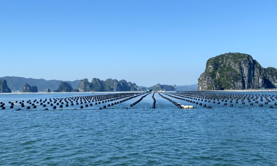 Vân Đồn quyết liệt chuyển đổi phao xốp trong nuôi trồng thủy sản